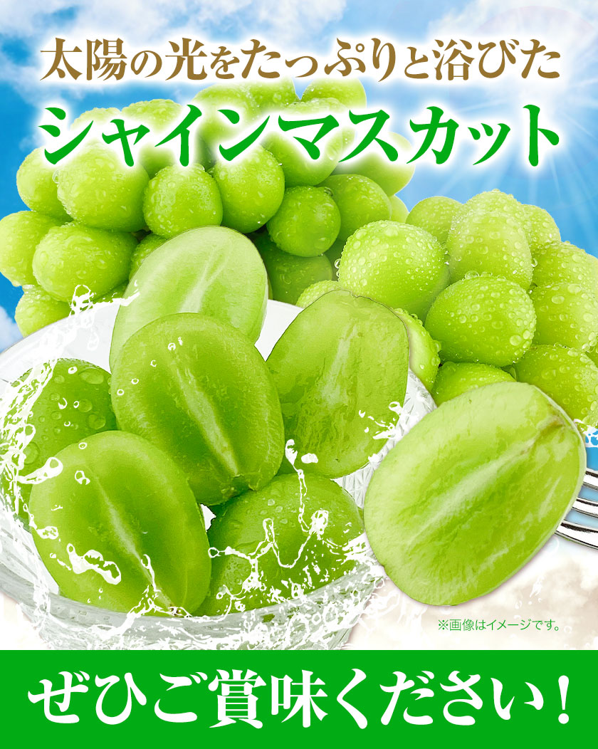 ぶどう [2025年先行予約] シャインマスカット 晴王 2房 1.3kg 岡山県産《9月上旬-11月中旬頃出荷(土日祝除く)》 ハレノフルーツ マスカット 送料無料 岡山県 浅口市 フルーツ 果物 贈り物 ギフト 国産 岡山県産 くだもの 青果物 【配送不可地域あり】