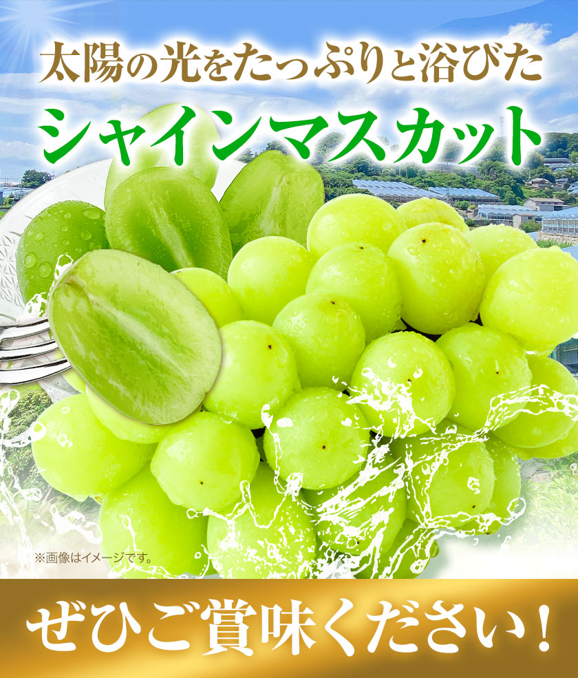最高級 シャインマスカット [2024年先行予約] ぶどう 船穂赤秀 2房 1.3kg 岡山県産《9月上旬-11月中旬頃出荷(土日祝除く)》 ハレノフルーツ マスカット 送料無料 岡山県 浅口市 フルーツ 果物 贈り物 ギフト 国産 岡山県産【配送不可地域あり】