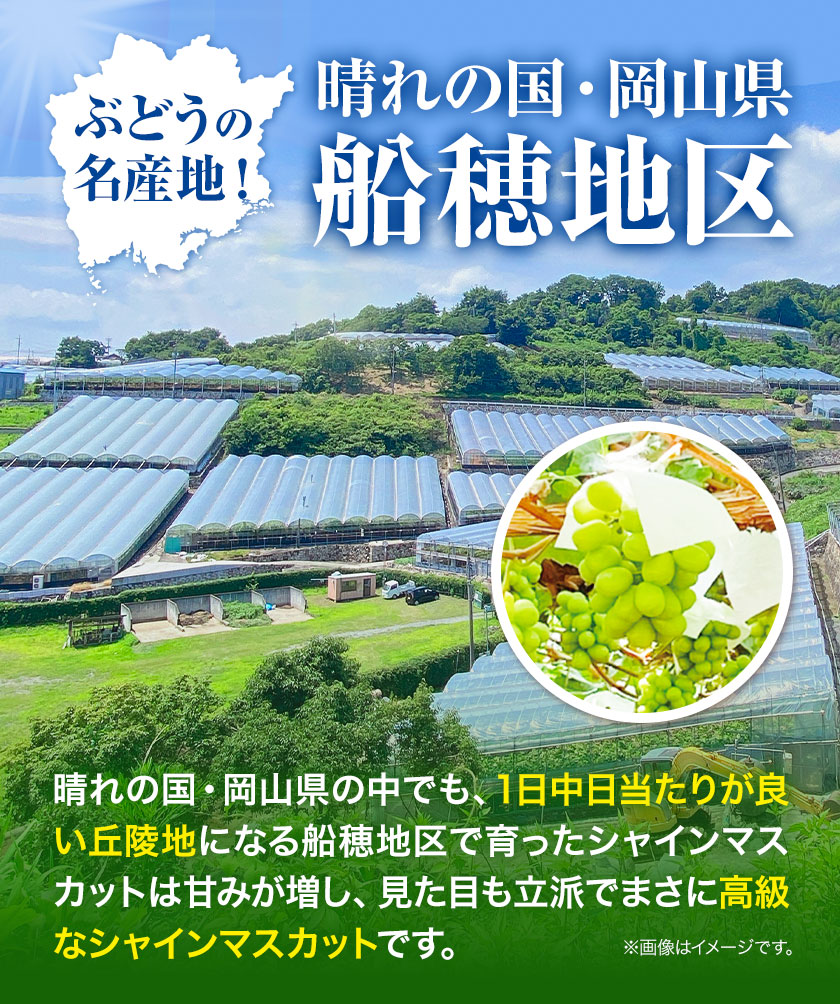 最高級 シャインマスカット [2025年先行予約] ぶどう 船穂赤秀 1房 550g 岡山県産《9月上旬-11月中旬頃出荷(土日祝除く)》 ハレノフルーツ マスカット 送料無料 岡山県 浅口市 フルーツ 果物 贈り物 ギフト 国産 岡山県産【配送不可地域あり】