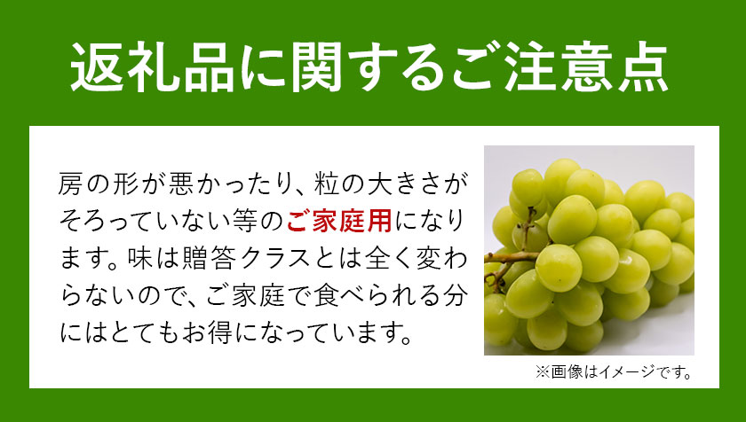 ご家庭用 シャイン マスカット 3〜5房 (合計2kg以上) OEC KINGDOMぶどう家 《8月下旬-10月中旬頃出荷》岡山県 浅口市 ぶどう 果物【配送不可地域あり】（離島）