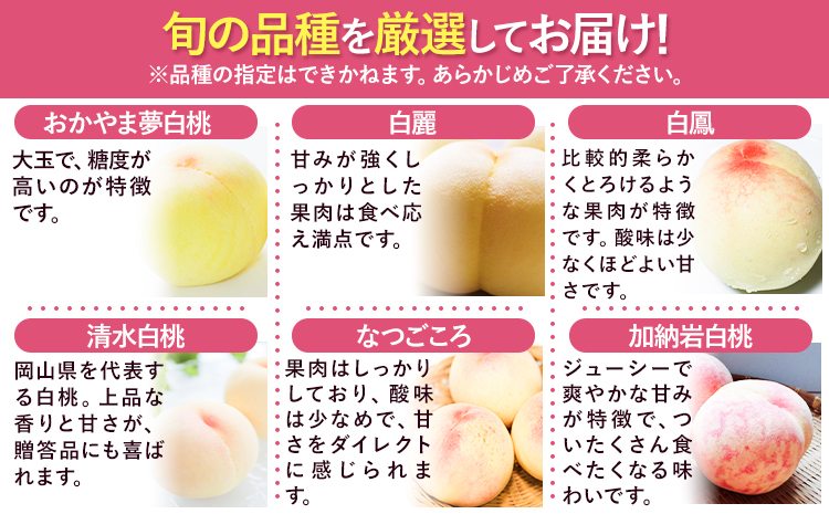 【令和8年度先行予約】訳あり 白桃 桃 1.3kg ハレノフルーツ（犬塚農園） 《2026年6月末-8月中旬頃出荷》岡山県 浅口市 フルーツ モモ 果物 青果 旬 おかやま夢白桃 白麗 白鳳 清水白桃 なつごころ 加納岩白桃 ご家庭用【配送不可地域あり】（北海道・沖縄・離島）