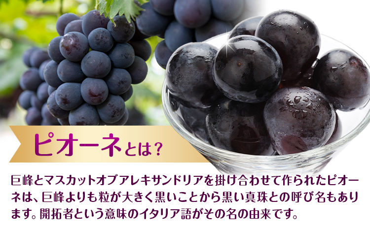 【2026年先行予約】ぶどう ピオーネ 約2kg (3房～5房) もりおか農園《2026年9月上旬-10月上旬頃出荷》岡山県 浅口市 送料無料 ぶどう フルーツ 果物 くだもの デザート おやつ【配送不可地域あり】