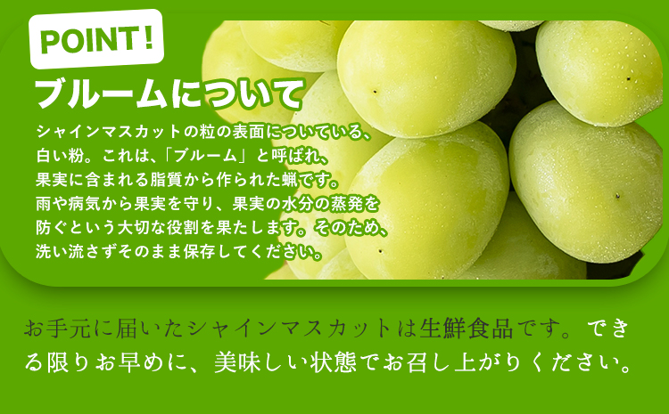 シャインマスカット 約2kg (3-4房)【配送不可地域あり】（北海道・沖縄・離島） 花田青果株式会社《9月上旬-10月末頃出荷》マスカット 送料無料 岡山県 浅口市 シャインマスカット ぶどう フルーツ 果物 贈り物 ギフトst-p