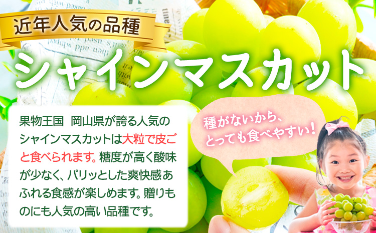 シャインマスカット 約2kg (3-4房)【配送不可地域あり】（北海道・沖縄・離島） 花田青果株式会社《9月上旬-10月末頃出荷》マスカット 送料無料 岡山県 浅口市 シャインマスカット ぶどう フルーツ 果物 贈り物 ギフトst-p