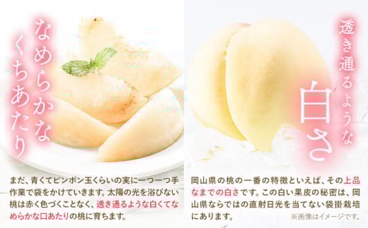 桃 おかやま白桃 もも 桃 1kg 3~5玉前後 岡山県産 ご家庭用《2026年6月下旬-9月下旬頃出荷》岡山県 浅口市 厳選出荷 白桃  白鳳 清水白桃 おかやま夢白桃 川中島白桃 白皇 果物 フルーツa-8
