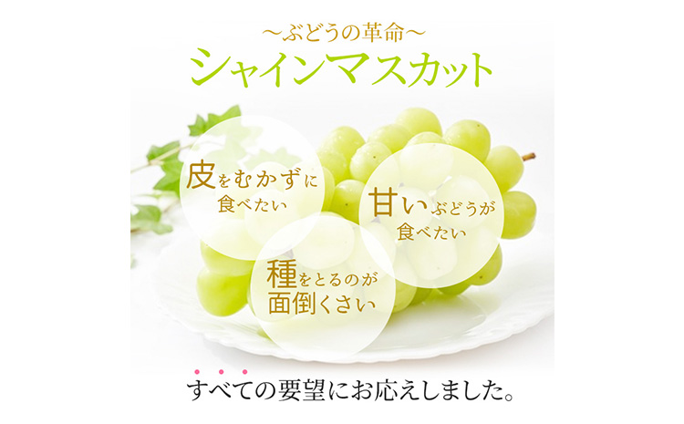 ぶどう シャインマスカット晴王 約2kg 2〜5房程度 橋田商店有限会社《9月中旬-11月中旬頃出荷》 岡山県 浅口市 岡山県産 ぶどう フルーツ 果物 くだもの マスカット 送料無料【配送不可地域あり】（北海道・沖縄・離島）st-p