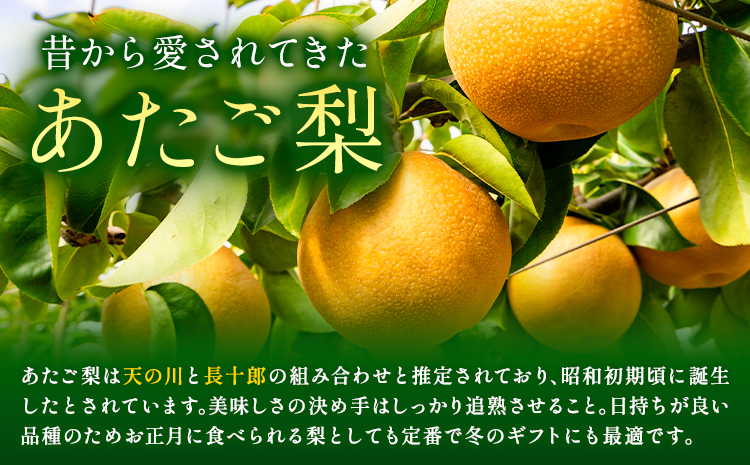 【先行予約】梨 あたご梨 2玉 約1.6kg 株式会社藍《2025年11月下旬-12月下旬頃出荷》 岡山県 浅口市 岡山県産 なし フルーツ 果物 くだもの ナシ 大玉 送料無料