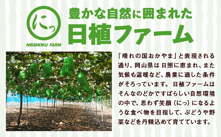 特選 大粒 シャインマスカット 約2kg(2~4房) 株式会社日本植生グループ本社 NISSHOKU FARM《9月下旬-12月末頃出荷》葡萄 ブドウ ぶどう 送料無料 岡山県 浅口市 【配送不可地域あり】 (離島)
