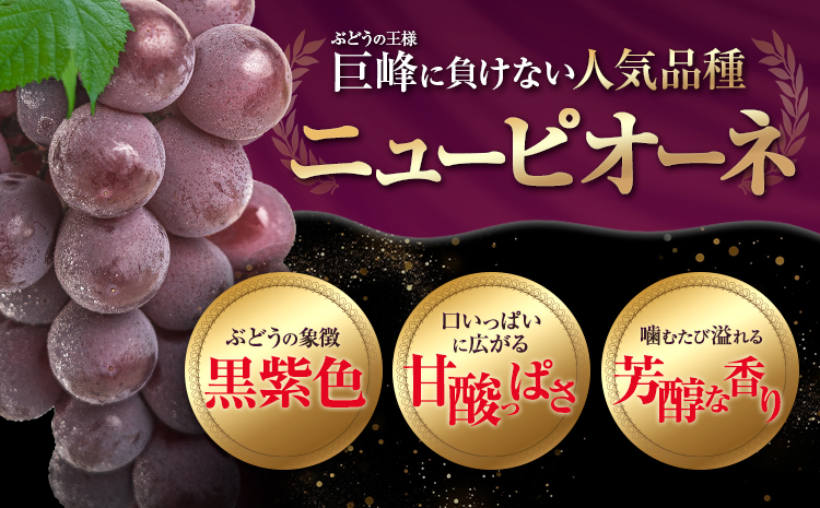 【先行予約】訳あり ニューピオーネ 約600g 1房 ブドウ 葡萄 果物 秋旬 訳あり 優品 厳選出荷 フルーツ デザート 岡山県 浅口市《8月下旬‐10月中旬頃出荷)》ニューピオーネ