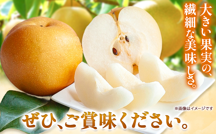 梨 あたご梨 1玉 約1.2kg 贈答箱入り 石原果樹園《2026年11月中旬-12月下旬頃出荷》岡山県 浅口市 フルーツ 果物 ギフト 贈り物 国産 岡山県産 送料無料