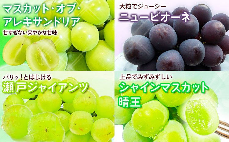【2026年先行予約】定期便5回コース マスカット・オブ・アレキサンドリア 1房 岡山の白桃 6玉 ニューピオーネ 1房 瀬戸ジャイアンツ 1房 シャインマスカット 晴王 2房 あたご梨 2玉 株式会社山博(中本青果) 《2026年7月上旬-11月下旬頃出荷》岡山県 浅口市 【配送不可地域あり】（北海道・沖縄・離島）a-7