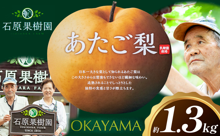 梨 あたご梨 1玉 約1.3kg 贈答箱入り 石原果樹園《2026年11月中旬-12月下旬頃出荷》岡山県 浅口市 フルーツ 果物 ギフト 贈り物 国産 岡山県産 送料無料