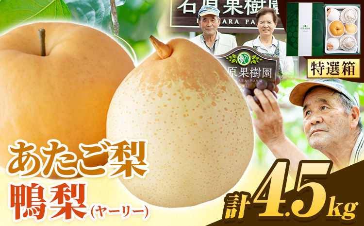 [2026年先行予約]梨 なし 4.5kg あたご梨 2 〜 3玉 鴨梨 3 〜 7玉 特選箱 石原果樹園 なし フルーツ 果物 新鮮[2026年11月中旬-12月下旬頃より発送予定]岡山県 浅口市 果物 フルーツ 梨 詰め合わせ 贈答用