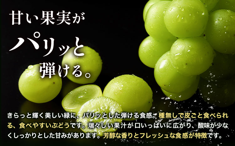 ぶどう シャインマスカット 晴王 1.2kg 2房 彩美菜果《9月上旬-11月中旬頃出荷》 マスカット 送料無料 岡山県 浅口市 フルーツ 果物 贈り物 国産 岡山県産 くだもの 果物 青果物 9月〜10月発送 【配送不可地域あり】（北海道・沖縄・離島）