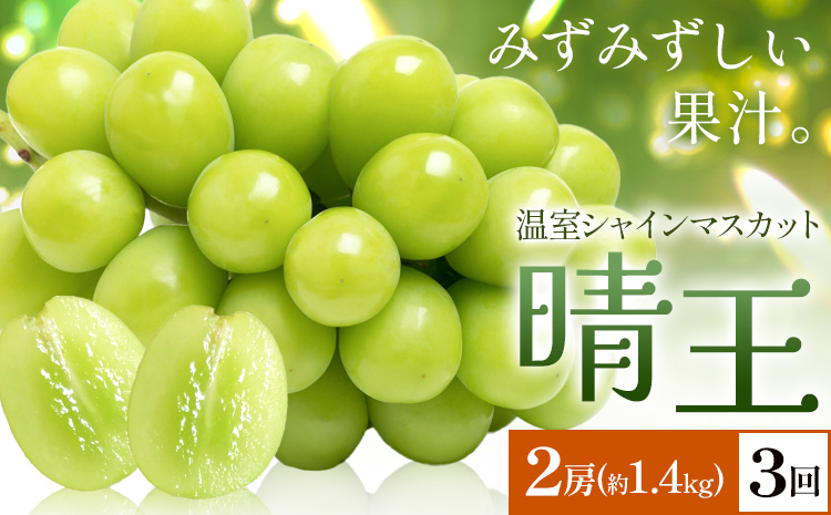 【2026年発送先行予約】シャインマスカット 温室 晴王 2房(合計約1.4kg) 3回お届け シャイン マスカット《2026年7月中旬-9月中旬頃出荷》晴レ乃青果　(岡山中央卸売市場店(富士紙工 有限会社)) 送料無料 岡山県 浅口市 フルーツ 果物 岡山県産【配送不可地域あり】