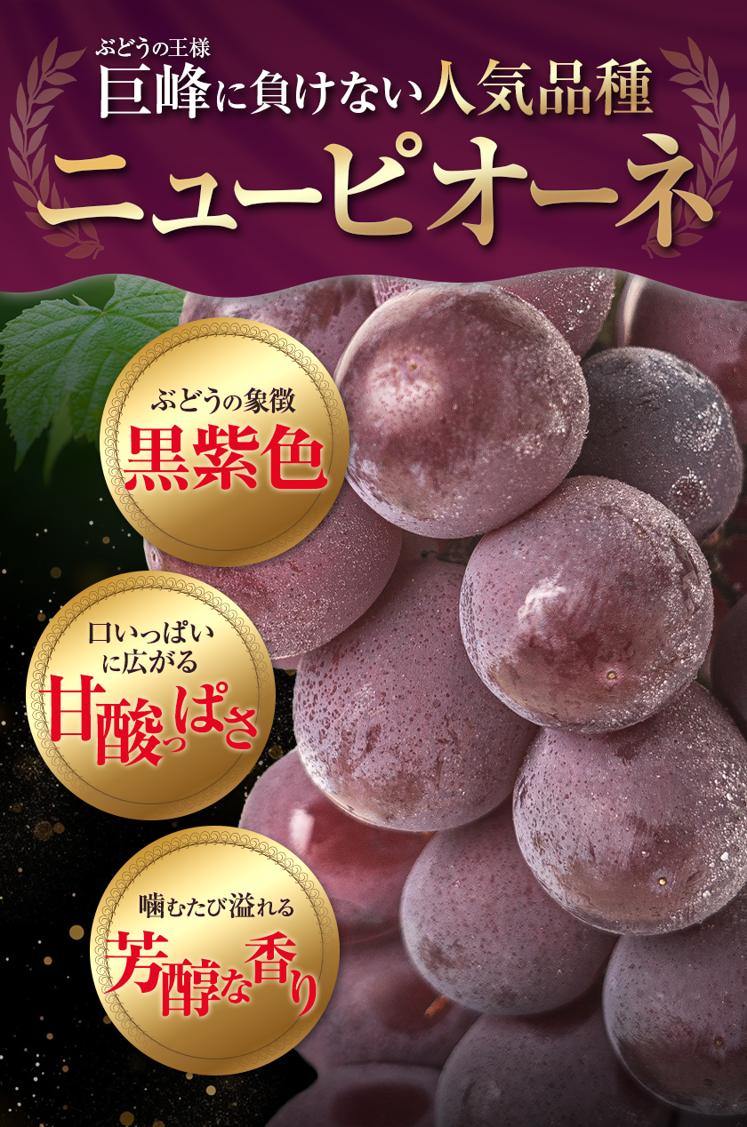 【先行予約】訳あり ニューピオーネ 約1.2kg 2房 葡萄 果物 秋旬 訳あり 優品 厳選出荷 スイーツ フルーツ デザート 岡山県 浅口市《9月中旬から11月上旬に発送予定(土日祝除く)》