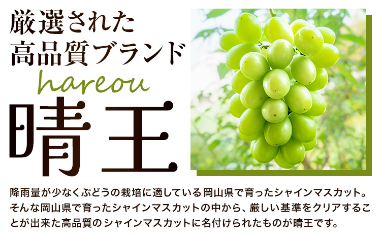 ぶどう [2025年先行予約] シャインマスカット 晴王 550g《2025年9月中旬-11月上旬頃出荷》ハレノスイーツ 岡山中央卸売市場店 マスカット 送料無料 岡山県 浅口市 フルーツ 果物 贈り物 ギフト 国産 【配送不可地域あり】
