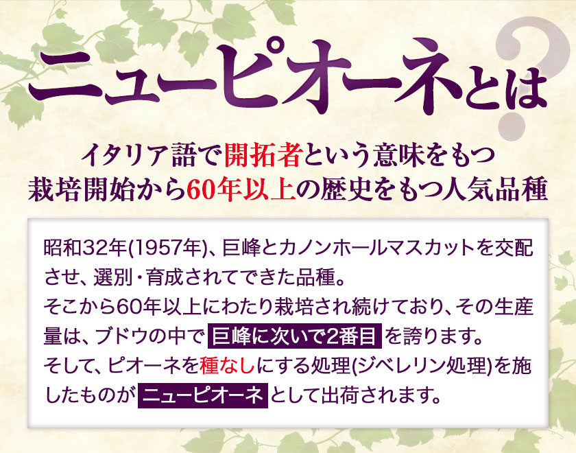 【先行予約】訳あり ニューピオーネ 約1.2kg 2房 葡萄 果物 秋旬 訳あり 優品 厳選出荷 スイーツ フルーツ デザート 岡山県 浅口市《9月中旬から11月上旬に発送予定(土日祝除く)》