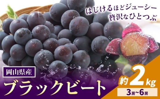 【先行予約】岡山県産 ぶどう ブラックビート 計 2kg 3房 ～ 6房 株式会社 はちや《8月上旬-9月上旬頃出荷》岡山 国産 葡萄 フルーツ 果物 岡山県 浅口市 フルーツ 果物【配送不可地域あり】