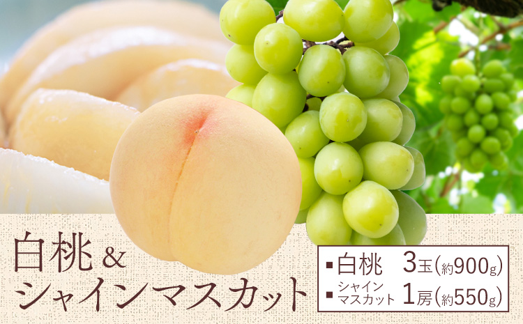 【先行予約】桃 ぶどう 白桃 3玉 約900g（1玉約300g）シャインマスカット 晴王 1房 550g以上 もも 葡萄 詰合せ 岡山 国産 フルーツ 果物 ギフト 桃茂實苑《6月中旬-8月中旬頃出荷》岡山県 浅口市 フルーツ ぶどう 果物 青果【配送不可地域あり】