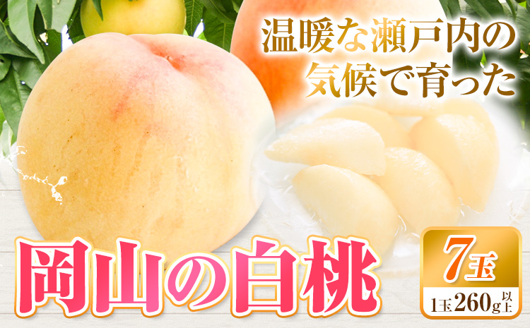 【先行予約】白桃 岡山 7玉 有限会社ホーティカルチャー神島《7月中旬-8月中旬頃出荷》岡山県 浅口市 桃 もも フルーツ 旬 果物 国産 岡山県産 送料無料 冷蔵【配送不可地域あり】