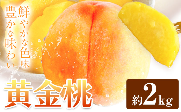 黄金桃 約2kg  花田青果株式会社《8月下旬-9月上旬頃出荷》岡山県 浅口市 黄桃 桃 もも 旬 フルーツ 果物 【配送不可地域あり】（離島）