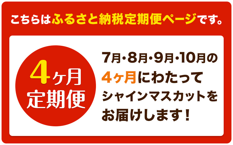 【4ヶ月定期便】ぶどう シャインマスカット 晴王 600g 1房 ハレノフルーツ(アストライ)《7月上旬-10月末頃出荷》岡山県 浅口市 送料無料 フルーツ 果物 マスカット お取り寄せフルーツ【配送不可地域あり】（北海道・沖縄・離島）