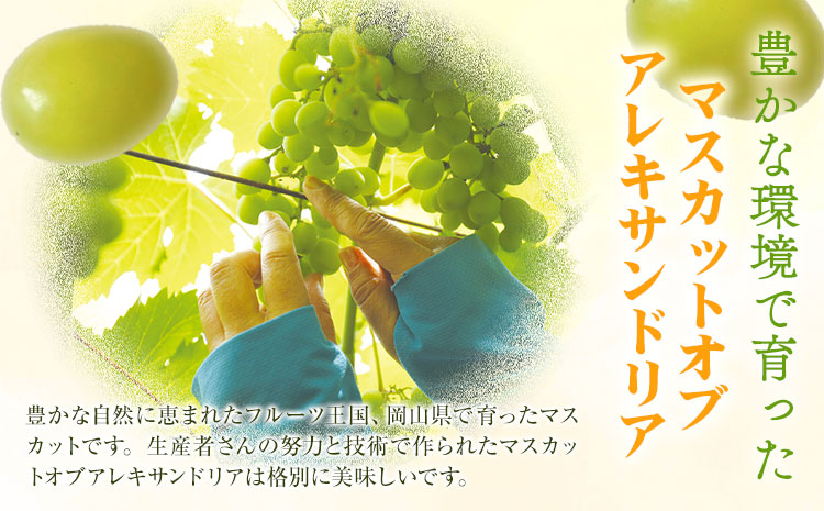 ã2026幎å
è¡äºçŽããã¹ã«ãã ãªã ã¢ã¬ããµã³ããªã¢ 1æ¿(1æ¿700g以äž) åç²§ç®±å
¥ æ ªåŒäŒç€Ÿå±±å(äžæ¬éæ)ã2026幎7æäžæ¬-7æäžæ¬é åºè·ãå²¡å±±ç æµ
å£åž ã¶ã©ã ãã¹ã«ãã å€§ç² ãã«ãŒã ç§å æ¬ æç© èŽãç© ã®ãã åœç£ 岡山çç£ éæç¡æ ãé
éäžå¯å°åãããïŒåæµ·éã»æ²çžã»é¢å³¶ïŒ