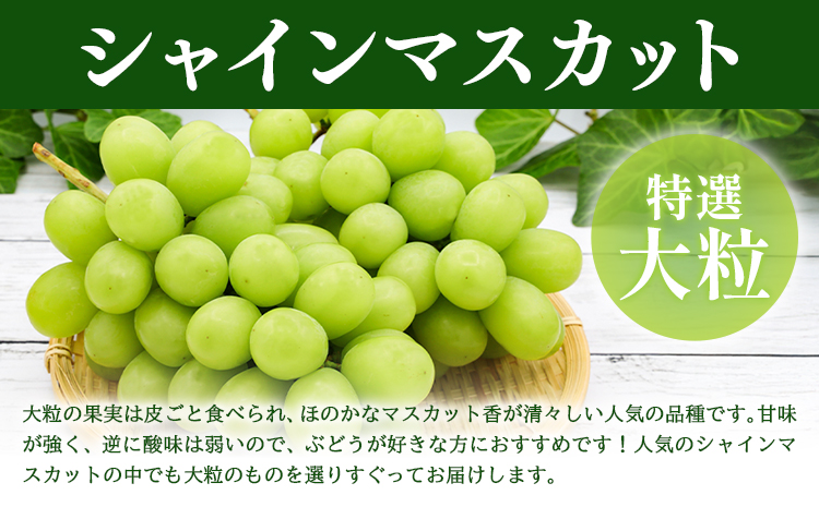 特選 大粒 シャインマスカット 約2kg(2~4房) 株式会社日本植生グループ本社 NISSHOKU FARM《9月下旬-12月末頃出荷》葡萄 ブドウ ぶどう 送料無料 岡山県 浅口市 【配送不可地域あり】 (離島)