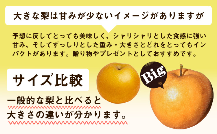 岡山県産 あたご梨 大玉2玉（950g以上） 有限会社ホーティカルチャー神島《11月中旬-12月中旬頃出荷》岡山県 浅口市 なし 梨 果物 【配送不可地域あり】