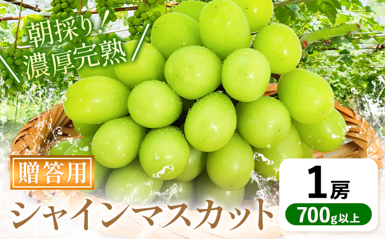 【先行予約】贈答クラス シャインマスカット 1房 (700g以上) OEC KINGDOMぶどう家 《8月下旬-10月上旬頃出荷》岡山県 浅口市 ぶどう 果物 贈答用【配送不可地域あり】（離島）st-p