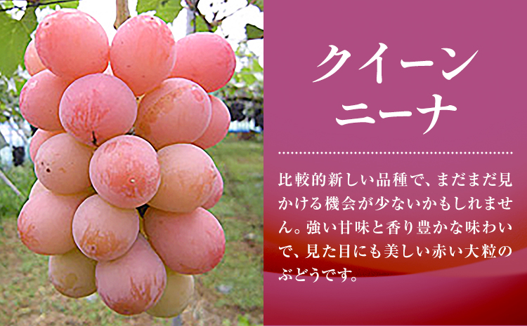 èš³ãã ã¶ã©ã 3çš® ã»ãã çŽ1.8kg ( 3~4æ¿ ) ã·ã£ã€ã³ãã¹ã«ãã ããªãŒã ã¯ã€ãŒã³ããŒã ãªãŒãã©ãã©ãã¯ æ ªåŒäŒç€Ÿæ¥æ¬æ€çã°ã«ãŒãæ¬ç€Ÿ NISSHOKU FARMã9æäžæ¬-12ææ«é åºè·ããã㊠æµ
å£åž ãé
éäžå¯å°åããã (é¢å³¶)