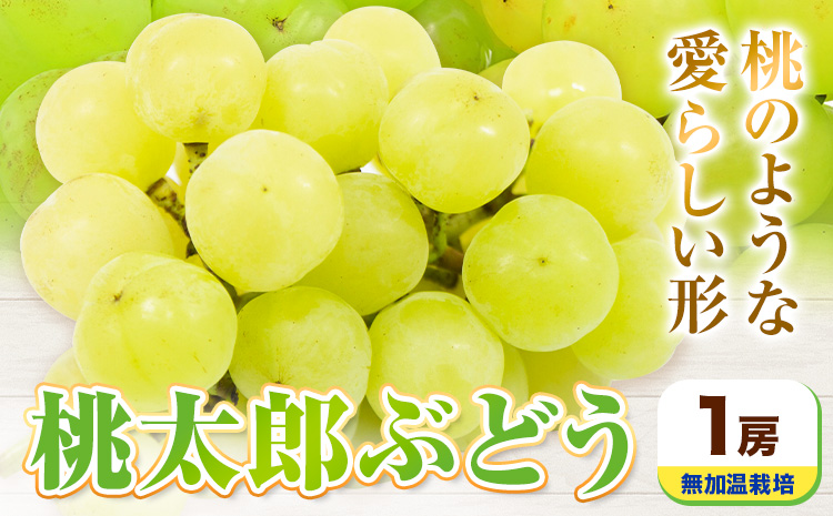 【先行予約】岡山県産 桃太郎ぶどう 1房 無加温栽培【配送不可地域あり】《9月上旬-10月中旬頃に出荷予定(土日祝除く)》有限会社ホーティカルチャー神島