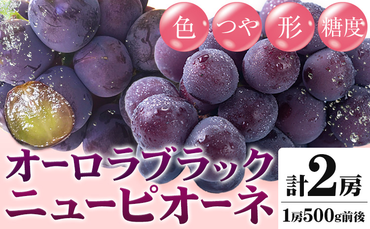 【先行予約】ニューピオーネ 1房 オーロラブラック 1房 500g 前後 たけまさぶどう園 《2025年8月中旬-9月中旬頃出荷》岡山県 浅口市 フルーツ デザート おやつ ぶどう 果物 国産 岡山県産 くだもの 青果物 送料無料【配送不可地域あり】（離島）