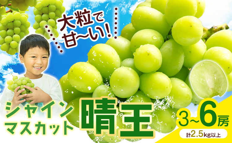 シャインマスカット【晴王】 岡山県産 3〜6房(計2.5kg以上)【先行予約】 株式会社Myself《2025年9月上旬-11月上旬頃出荷》マスカット 送料無料 岡山県 浅口市 ぶどう フルーツ 果物 贈り物 ギフト