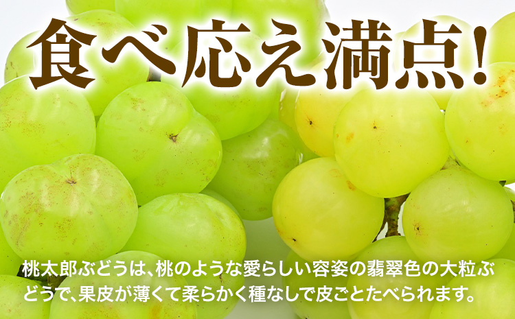 【2025年先行予約】桃太郎ぶどう 1房 700g ウィズフラワーホールディングス《8月下旬-10月中旬頃出荷》岡山県 浅口市 ぶどう フルーツ 旬 果物 国産 岡山県産 送料無料 冷蔵【配送不可地域あり】（北海道・沖縄・離島）