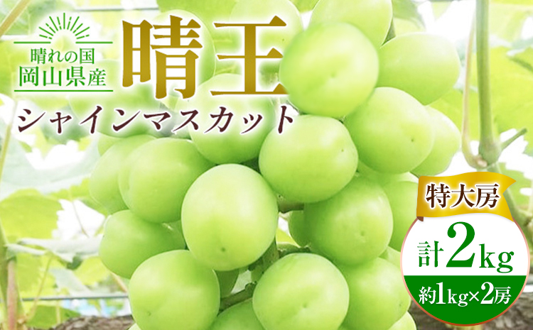 ぶどう シャインマスカット晴王【特大房】計2kg 約1kg×2房 橋田商店有限会社《9月上旬-11月中旬頃出荷》 岡山県 浅口市 岡山県産 ぶどう フルーツ 果物 くだもの マスカット 送料無料【配送不可地域あり】(北海道・沖縄・離島)