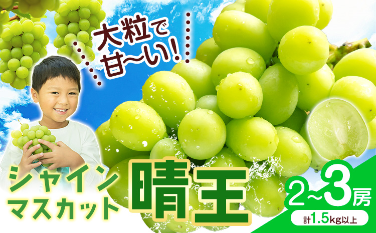 シャインマスカット【晴王】 岡山県産 2〜3房(計1.5kg以上)【先行予約】 株式会社Myself《2025年9月上旬-11月上旬頃出荷》マスカット 送料無料 岡山県 浅口市 ぶどう フルーツ 果物 贈り物 ギフト