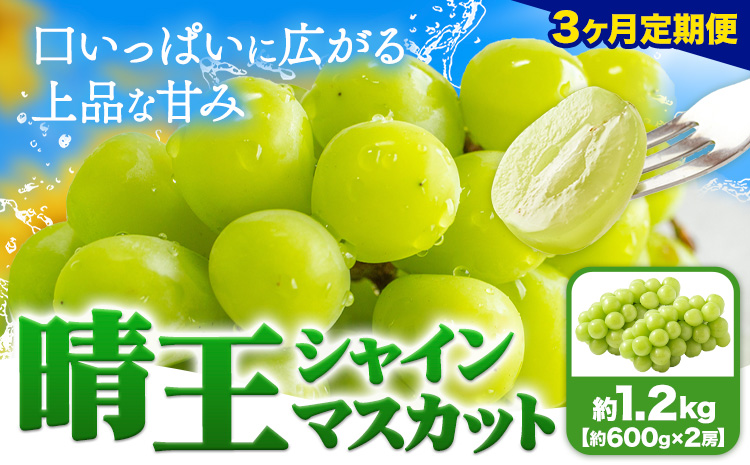 【3ヶ月定期便】ぶどう シャインマスカット 晴王 1.2kg 2房 ハレノフルーツ(アストライ)《7月上旬-9月末頃出荷》岡山県 浅口市 送料無料 フルーツ 果物 マスカット お取り寄せフルーツ【配送不可地域あり】（北海道・沖縄・離島）