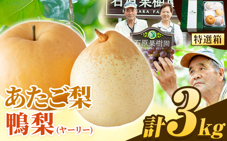 ã2026幎å
è¡äºçŽã梚 ãªã 3kg 梚 ç§ æ¬ ãªã ãããæ¢š 1~3ç 鎚梚 3ïœ5ç ç¹éžç®± ç³åææš¹å ã2026幎11æäžæ¬-12æäžæ¬é ããçºéäºå®ãå²¡å±±ç æµ
å£åž æç© ãã«ãŒã 梚 è©°ãåãã èŽççš