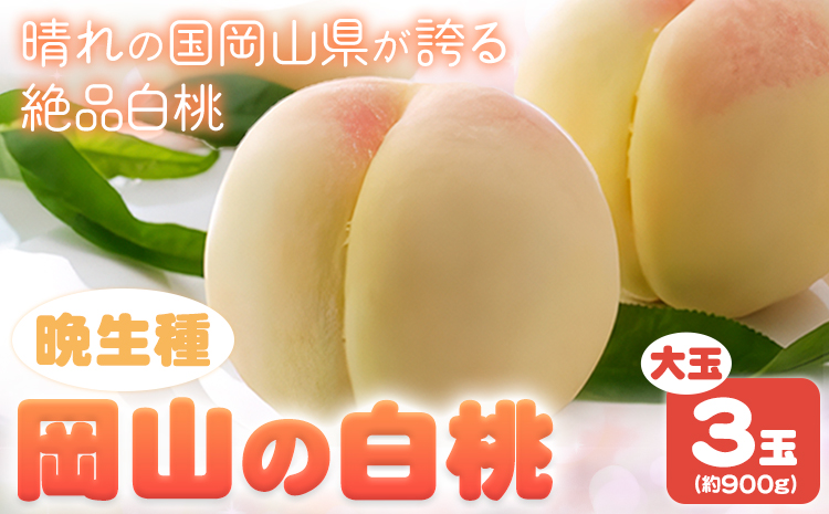 【2026年先行予約】 岡山の白桃 晩生種 大玉3玉 約900g 晴れの国 おかやま館(つむぐ株式会社) 《2026年7月下旬-8月下旬頃出荷》岡山県 浅口市 フルーツ モモ 果物 青果 旬【配送不可地域あり】（離島）