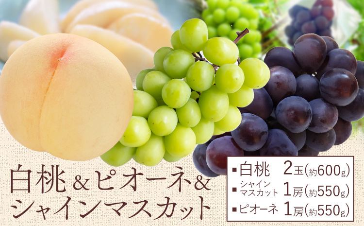 【先行予約】桃 ぶどう 白桃 2玉 約600g（1玉約300g）シャインマスカット 晴王 1房 550g以上 ピオーネ 1房 550g以上 もも 葡萄 詰合せ 岡山 国産 フルーツ 果物 桃茂實苑《6月中旬-8月下旬頃出荷》岡山県 浅口市 フルーツ【配送不可地域あり】