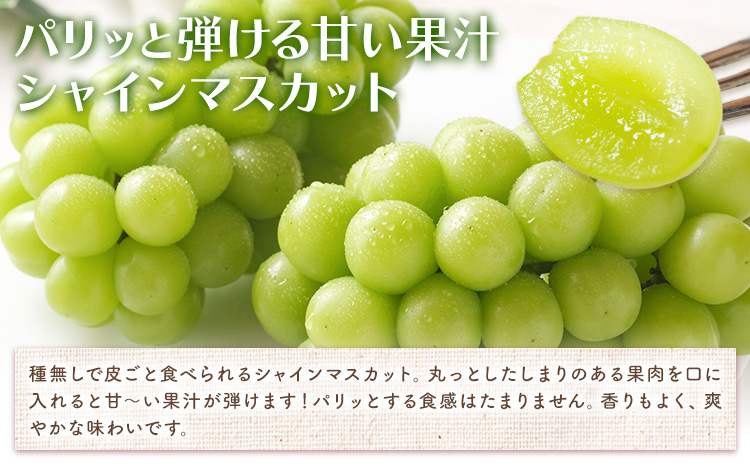 【2026年先行予約】岡山白桃 と シャインマスカット 詰合せ 5玉 約1.5kg 2房 計約1.3kg 環山堂株式会社《2026年7月中旬-8月上旬頃出荷》岡山県 浅口市 桃 マスカット ぶどう 詰め合わせ 果物 送料無料