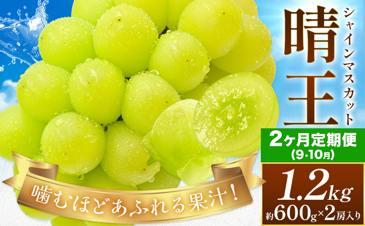 【2026年発送先行予約】【2ヶ月定期便】ぶどう シャインマスカット 晴王 約1.2kg(約600g×2房入り)×2ヶ月定期便 満天フルーツ《2026年9月上旬-10月末頃出荷》岡山県 浅口市 マスカット フルーツ 果物 お取り寄せフルーツ 贈り物 ギフト 岡山県産【配送不可地域あり】
