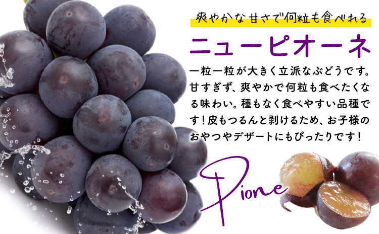 【2026年先行予約】秋の種無しぶどう詰合せ ニューピオーネ シャインマスカット 1房約600g 環山堂株式会社《2026年9月上旬-10月上旬頃出荷》岡山県 浅口市 ニューピオーネ シャインマスカット ぶどう マスカット果物 フルーツ 送料無料