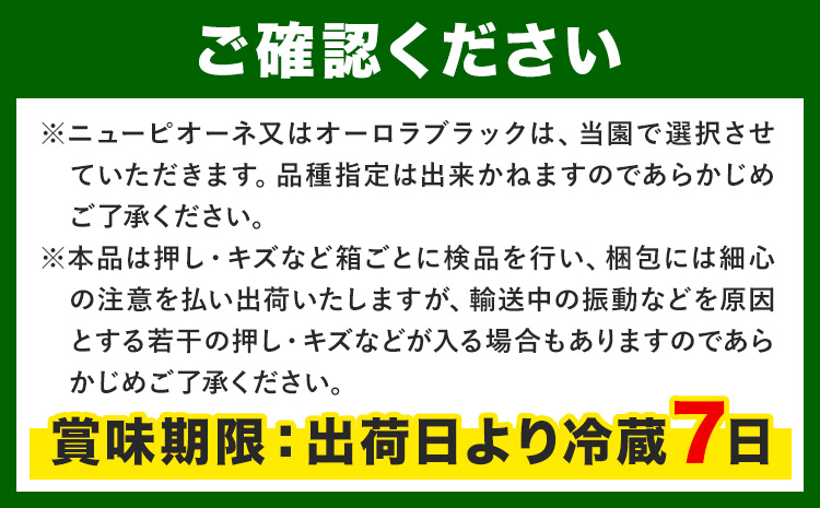 【先行予約】ぶどうの宝石箱 1箱 36粒 たけまさぶどう園 《2025年8月上旬-10月中旬頃出荷》岡山県 浅口市 シャインマスカット ニューピオーネ オーロラブラック フルーツ 果物 くだもの ぶどう マスカット 国産 岡山県産 【配送不可地域あり】（離島）