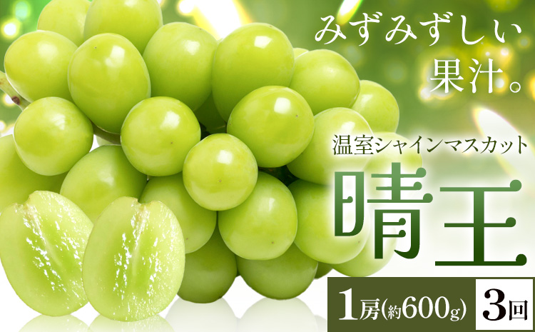 【2026年発送先行予約】シャインマスカット 温室 晴王 1房(約600g) 3回お届け シャイン マスカット《2026年7月中旬-9月中旬頃出荷》晴レ乃青果　(岡山中央卸売市場店(富士紙工 有限会社)) 送料無料 岡山県 浅口市 フルーツ 果物 岡山県産【配送不可地域あり】