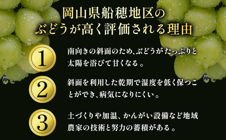 ぶどう 岡山県船穂地区産 プレミアム シャインマスカット 晴王 赤秀 700g 1房 彩美菜果《9月上旬-11月中旬頃出荷》 マスカット 岡山県 浅口市 フルーツ 果物 贈り物 国産 くだもの 9月10月 発送　【配送不可地域あり】（北海道・沖縄・離島）