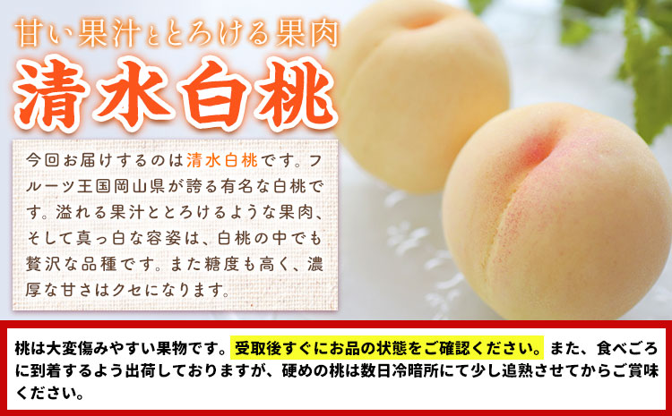 【2026年先行予約】桃 もも 清水白桃 5〜7玉 約1.5kg 岡山県産 環山堂株式会社【配送不可地域あり】（北海道・沖縄・離島）《2026年7月中旬-7月下旬頃出荷》岡山県 浅口市 白桃 果物 フルーツ 送料無料