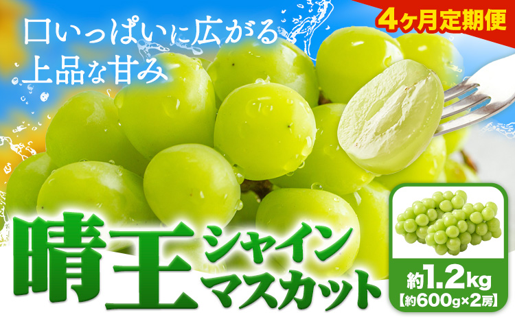 【4ヶ月定期便】ぶどう シャインマスカット 晴王 1.2kg 2房 ハレノフルーツ(アストライ)《7月上旬-10月末頃出荷》岡山県 浅口市 送料無料 フルーツ 果物 マスカット お取り寄せフルーツ【配送不可地域あり】（北海道・沖縄・離島）